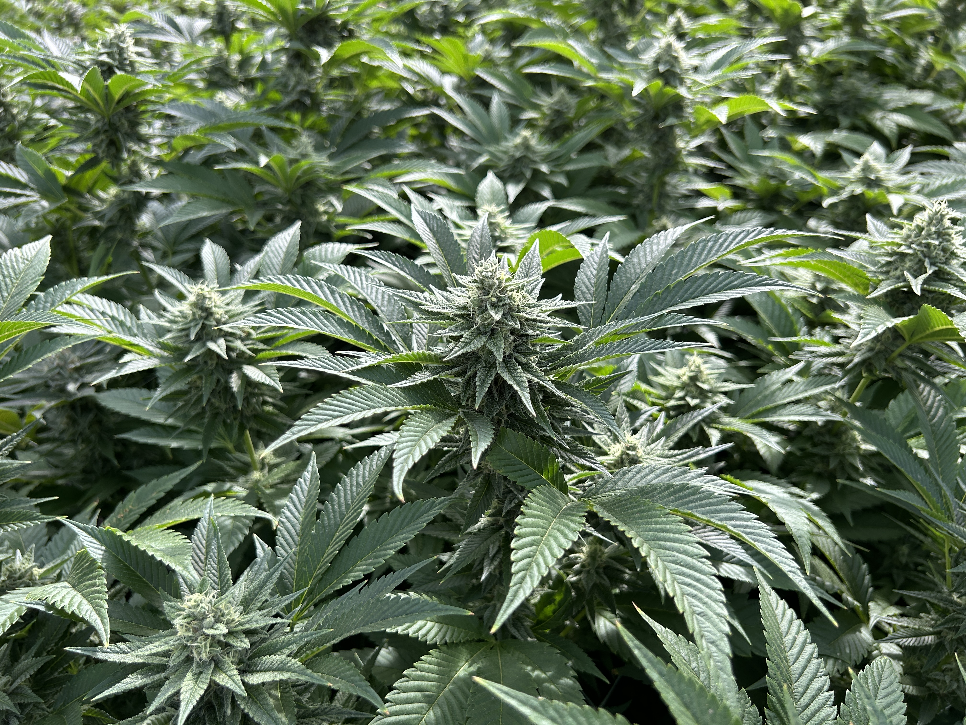 Study Explores How CBD May Support Post-Exercise Recovery for Athletes