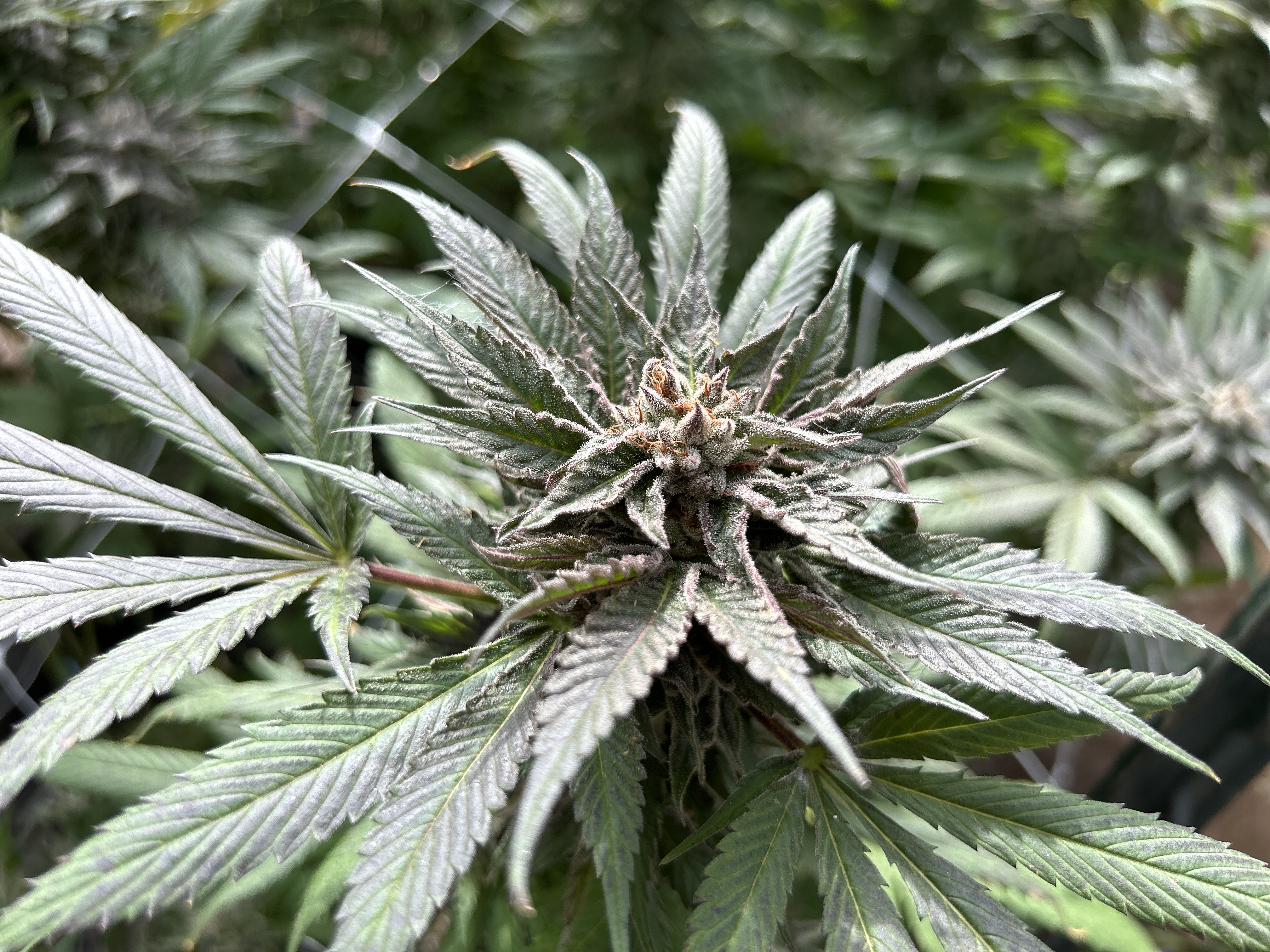 The Entourage Effect ~ Why Every Strain Feels Different
