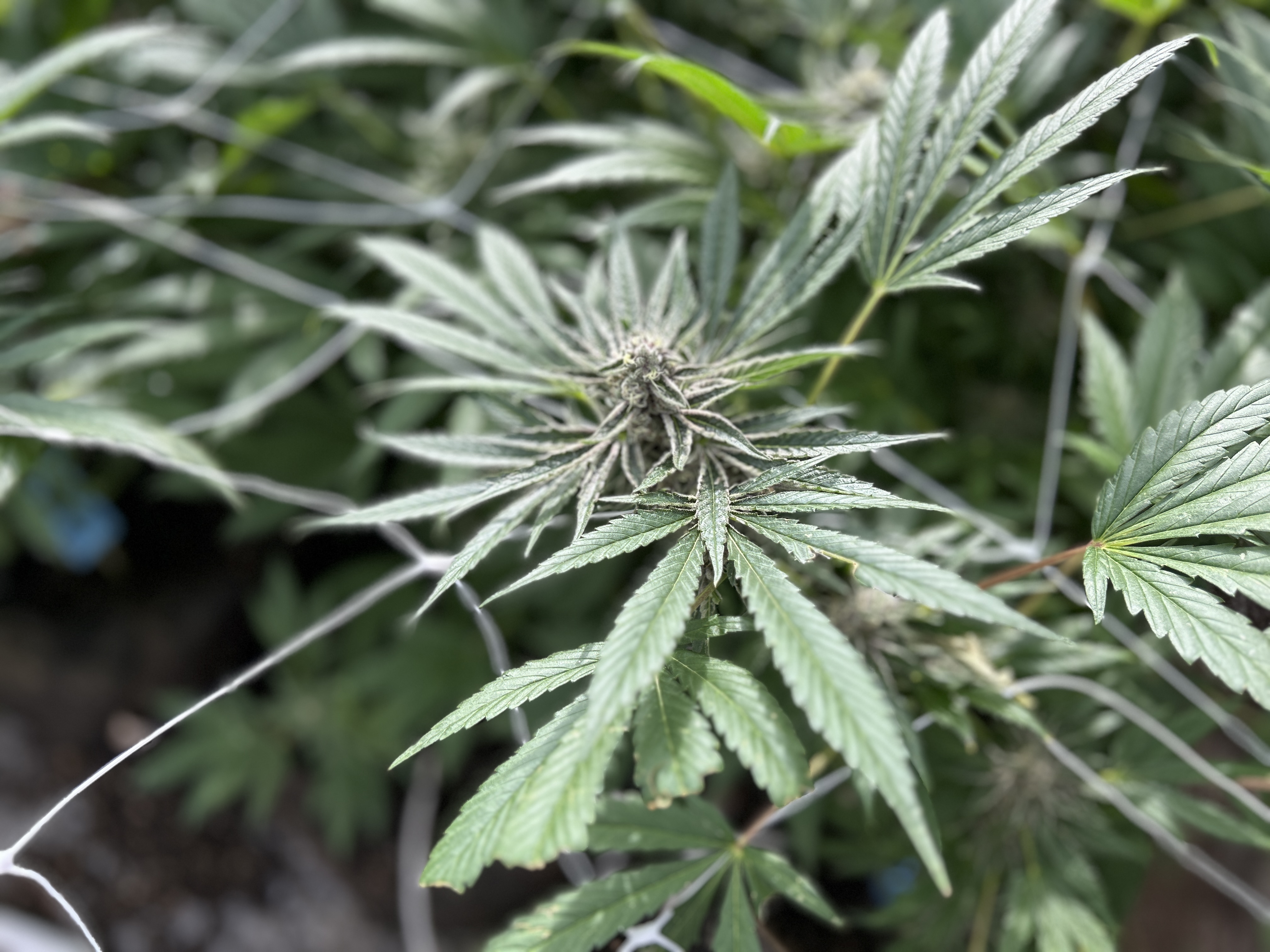 How Cannabis Creates Its Flavor: The Science of Terpenes